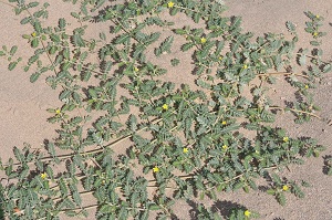 ハマビシ　Tribulus terrestris Linne （ハマビシ科）草型
