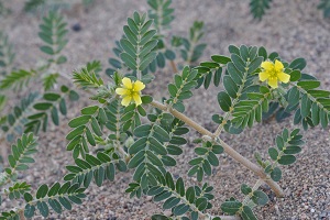 ハマビシ　Tribulus terrestris Linne （ハマビシ科）花