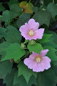 NQ@Hibiscus syriacus Linne iAICȁjtE