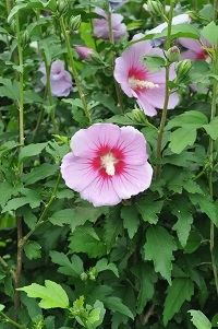 NQ@Hibiscus syriacus Linne iAICȁjNQ