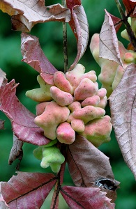 kf@Rhus javanica Linne iEVȁj