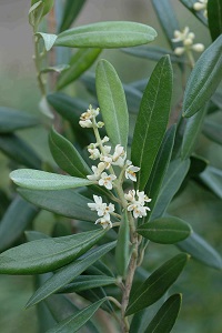 オリーブノキ　Olea europaea Linne （モクセイ科）花
