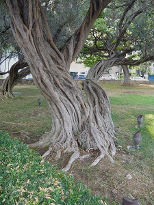 オリーブノキ　Olea europaea Linne （モクセイ科）老木