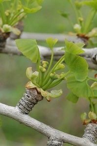 イチョウ Ginkgo Biloba Linne イチョウ科 今月の薬草 社団法人日本薬学会