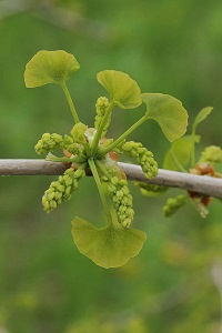 イチョウ Ginkgo Biloba Linne イチョウ科 今月の薬草 社団法人日本薬学会