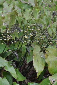 イカリソウ　Epimedium grandiflorum Morren var. thunbergianum Nakai （メギ科）ホザキイカリソウ