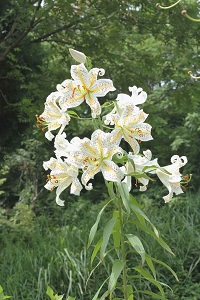 ヤマユリ Lilium Auratum Lindley ユリ科 今月の薬草 社団法人日本薬学会