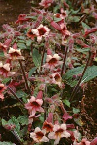 アカヤジオウ 　Rehmannia glutinosa LIBOSCHITZ var. purpurea MAKINO （ゴマノハグサ科）花