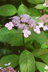 A}`@Hydrangea macrophylla SERINGE var. thunbergii MAKINO iLmV^ȁj