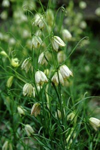 A~KT@Fritillaria verticillata WILLDENOW var. thunbergii Baker iȁj