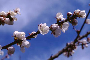 アンズ　Prunus armeniaca L.var.ansu MAXIM. （バラ科）花