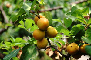 アンズ　Prunus armeniaca L.var.ansu MAXIM. （バラ科）果実