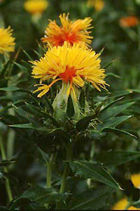 ベニバナ　Carthamus tinctorius L. （キク科）花