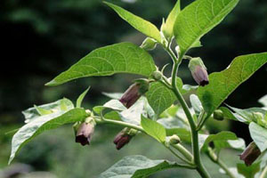 ベラドンナ Atropa Belladonna Linn ナス科 今月の薬草 社団法人日本薬学会