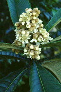 ビワ　Eriobotrya japonica LINDL. （バラ科）花