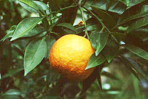 ダイダイ　Citrus aurantium L. var. daidai MAKINO （ミカン科）果実