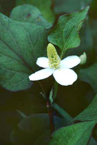 ドクダミ Houttuynia Cordata Thunb ドクダミ科 今月の薬草 社団法人日本薬学会