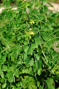 エビスグサ　Cassia obtusifolia L. （マメ科）花