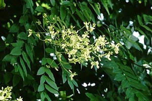 エンジュ　Sophora japonica LINN. （マメ科）花