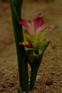 ガジュツ　Curcuma zedoaria ROSCOE （ショウガ科）花