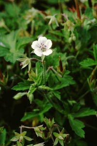 ゲンノショウコ　Geranium thunbergii SIEB. et ZUCC. （フウロソウ科）花（白）