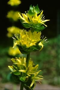 ゲンチアナ　Gentiana lutea LINN. （リンドウ科）花