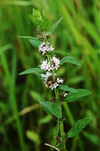 ハッカ Mentha Arvensis L Var Piperascens Malinv シソ科 今月の薬草 社団法人日本薬学会