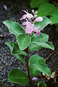 ハマゴウ　Vitex rotundifolia LINNE fil. （クマツヅラ科）花