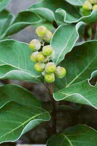 ハマゴウ　Vitex rotundifolia LINNE fil. （クマツヅラ科）果実