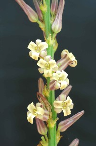 ハナスゲ　Anemarrhena asphodeloides Bunge （ユリ科）花
