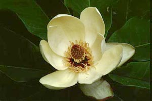 ホウノキ　Magnolia obovata THUNB. （モクレン科）花