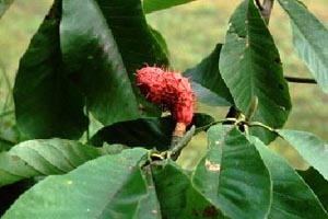 ホウノキ　Magnolia obovata THUNB. （モクレン科）果実