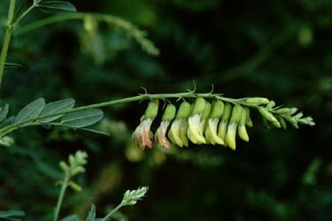 キバナオウギ　Astragalus membranaceus BUNGE （マメ科）花