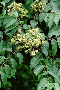 キハダ　Phellodendron amurense RUPR. （ミカン科）花