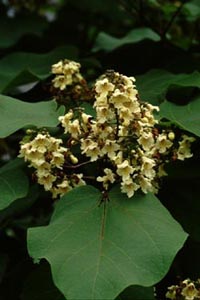 キササゲ　Catalpa ovata G. Don （ノウゼンカズラ科）花