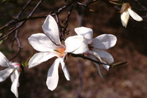 コブシ　Magnolia praecocissima KOIDZ （モクレン科）花