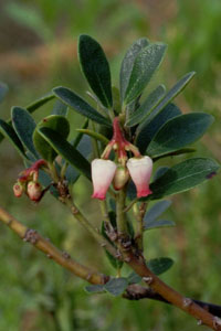 N}RP@Arctostaphylos uva-ursi Ericaceae iccWȁj