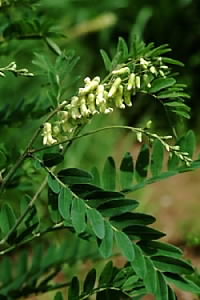 クララ　Sophora flavescens AITON （マメ科）花