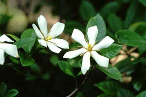 クチナシ　Gardenia jasminoides ELLIS （アカネ科）花