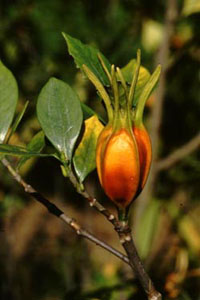 クチナシ　Gardenia jasminoides ELLIS （アカネ科）果実