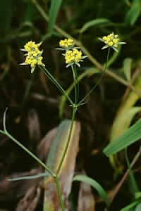 ミシマサイコ　Bupleurum falcatum LINN. （セリ科）花