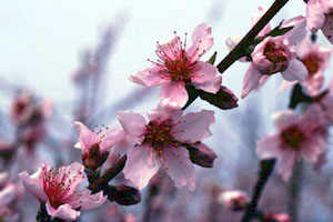 モモ　Prunus persica BATSCH （バラ科）花