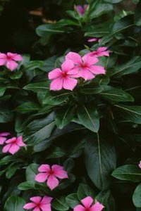 j`j`\E@Catharanthus roseus LD iLE`NgEȁj