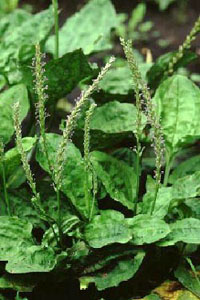 IIoR@Plantago asiatica L. iIIoRȁj