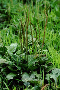 IIoR@Plantago asiatica L. iIIoRȁjʎ