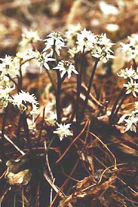 セリバオウレン　Coptis japonica MAKINO var. dissecta NAKAI （キンポウゲ科）花