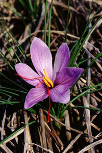 サフラン　Crocus sativus L. （アヤメ科）花