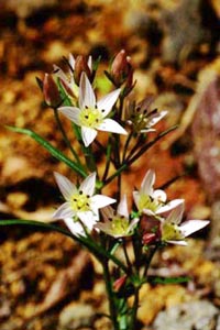 センブリ　Swertia japonica MAKINO （リンドウ科）花
