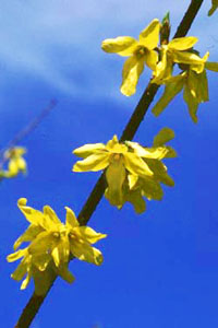 シナレンギョウ　Forsythia viridissima LINDLEY （モクセイ科）花