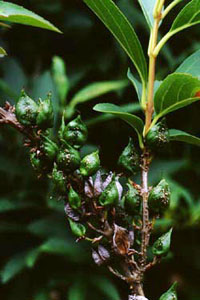 シナレンギョウ　Forsythia viridissima LINDLEY （モクセイ科）果実
